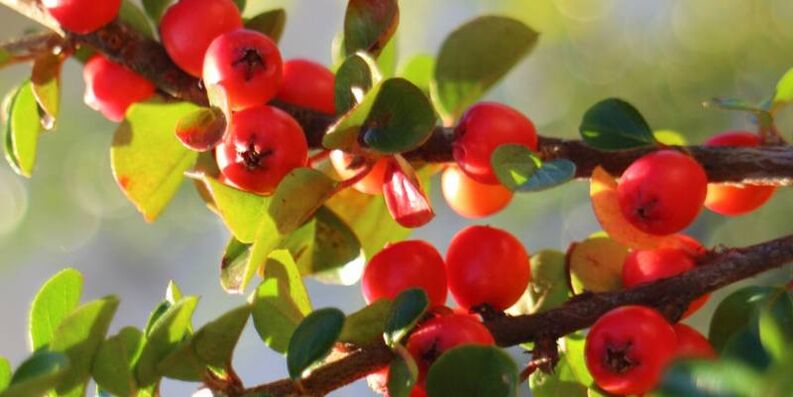 hawthorn upang madagdagan ang potency